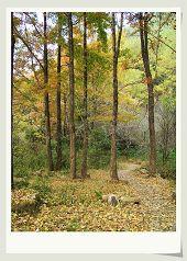 菩提花开五行属什么?